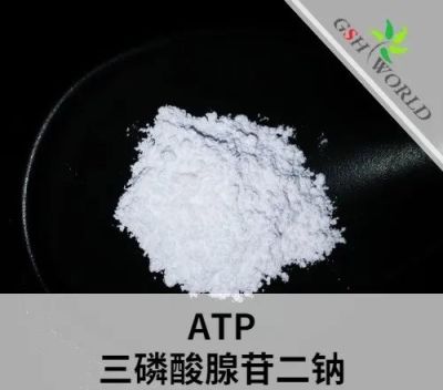 Manufacture Supply Adenosine Triphosphate Disodium ATP CAS 987-65-5 in Stock suppliers & manufacturers in China