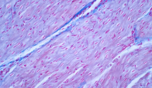 Researchers Report that NMN Coupled with a Compound Found in Chinese Herb Fully Protects the Heart During Chemotherapy