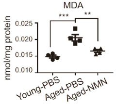 NMN Reduces Oxidative Stress. NMN Reduces Oxidative Stress.