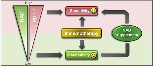 Increasing NAD+ levels with NMN supplementation improves tumor sensitivity to anti-cancer therapy