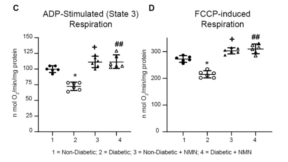 Impaired mitochondrial respiration in Diabetic rats was prevented by NMN treatment. Impaired mitochondrial respiration in Diabetic rats was prevented by NMN treatment.