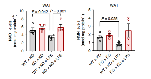 The transfer of bone marrow from normal (WT) mice to those without CD38 (KO) leads to significant reductions in NAD+ and NMN levels, and inflammation exacerbates these reductions. The transfer of bone marrow from normal (WT) mice to those without CD38 (KO) leads to significant reductions in NAD+ and NMN levels, and inflammation exacerbates these reductions.