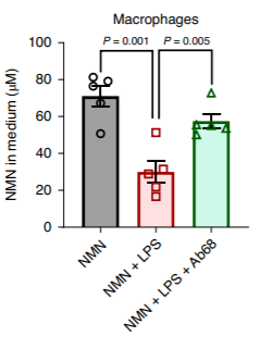 Macrophages that have CD38 on their outer surfaces consume NMN with inflammation, and the CD38 inhibitor Ab68 reduces this NMN consumption. Macrophages that have CD38 on their outer surfaces consume NMN with inflammation, and the CD38 inhibitor Ab68 reduces this NMN consumption.