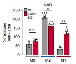 Without CD38, immune cells in their activated state called M1 macrophages have significantly higher NAD+ levels Without CD38, immune cells in their activated state called M1 macrophages have significantly higher NAD+ levels
