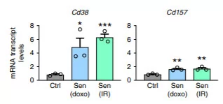 Cellular aging with diminished cell proliferation results in higher expression of CD38 but not other NAD+ consuming proteins Cellular aging with diminished cell proliferation results in higher expression of CD38 but not other NAD+ consuming proteins