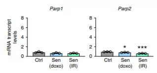 Cellular aging with diminished cell proliferation results in higher expression of CD38 but not other NAD+ consuming proteins Cellular aging with diminished cell proliferation results in higher expression of CD38 but not other NAD+ consuming proteins