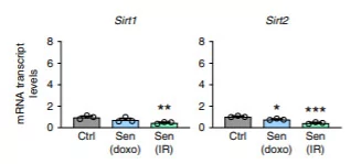 Cellular aging with diminished cell proliferation results in higher expression of CD38 but not other NAD+ consuming proteins Cellular aging with diminished cell proliferation results in higher expression of CD38 but not other NAD+ consuming proteins