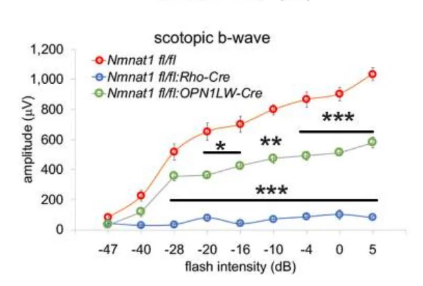 NMNAT1 is essential for the survival and function of rods and cones NMNAT1 is essential for the survival and function of rods and cones
