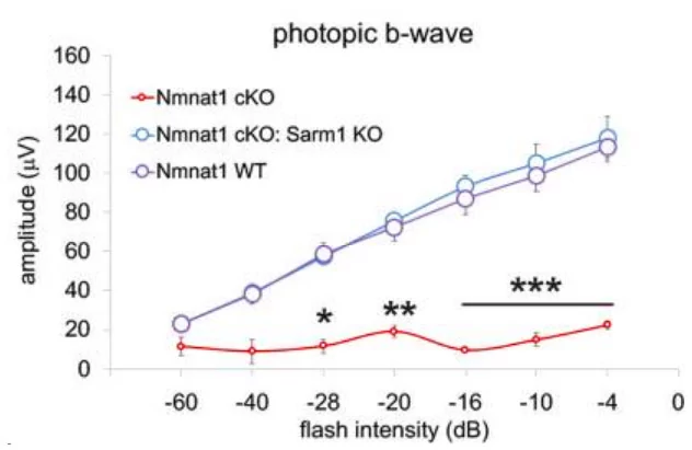 Depletion of SARM1 rescues the function of rods and cones in the NMNAT1-deficient retina. Depletion of SARM1 rescues the function of rods and cones in the NMNAT1-deficient retina.