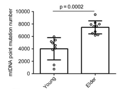Elder female patients older than 37 have more mitochondrial DNA point mutations in oocytes than young female patients under 31. Elder female patients older than 37 have more mitochondrial DNA point mutations in oocytes than young female patients under 31.
