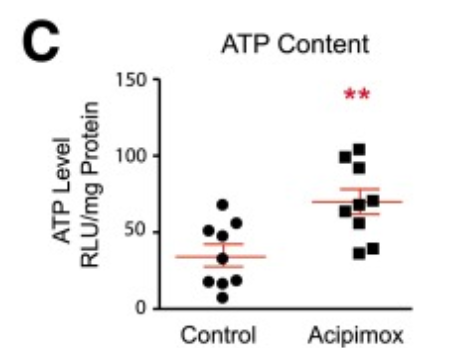Acipimox has a direct effect on mitochondrial metabolism in human skeletal muscle. Acipimox has a direct effect on mitochondrial metabolism in human skeletal muscle.