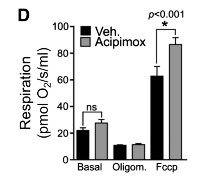 Human muscle cells treated with acipimox show enhanced mitochondrial function. Human muscle cells treated with acipimox show enhanced mitochondrial function.