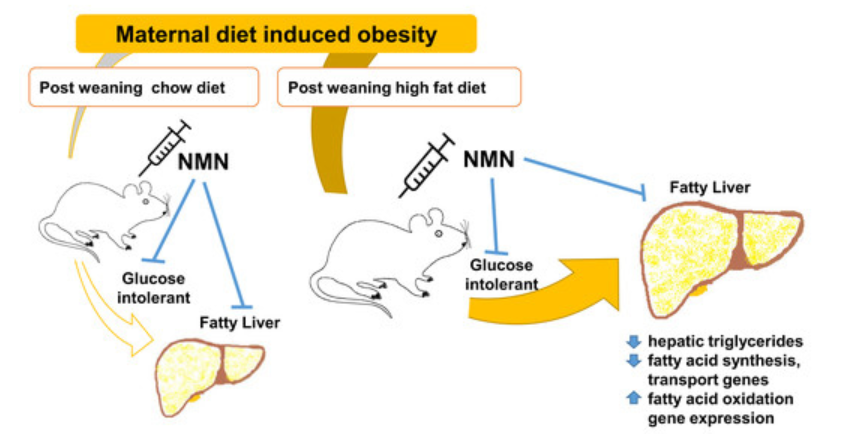 Administration of NMN reduces metabolic impairment in male mouse offspring from obese mothers Administration of NMN reduces metabolic impairment in male mouse offspring from obese mothers