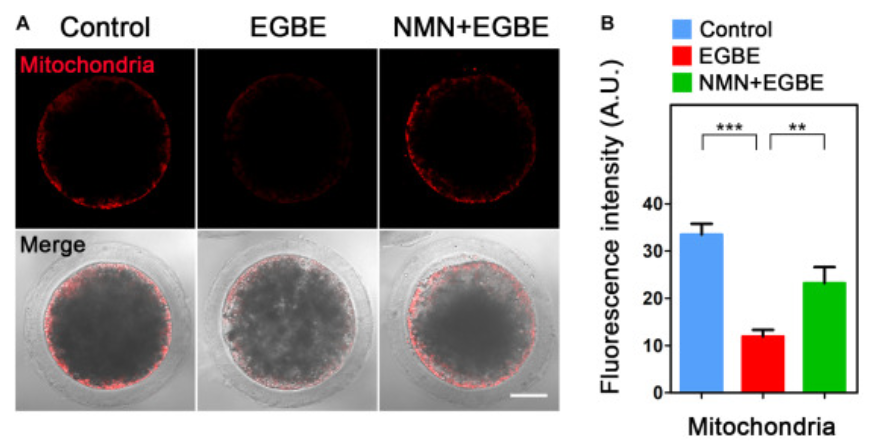 NMN improves the mitochondrial distribution in EGBE-exposed pig oocytes. NMN improves the mitochondrial distribution in EGBE-exposed pig oocytes.