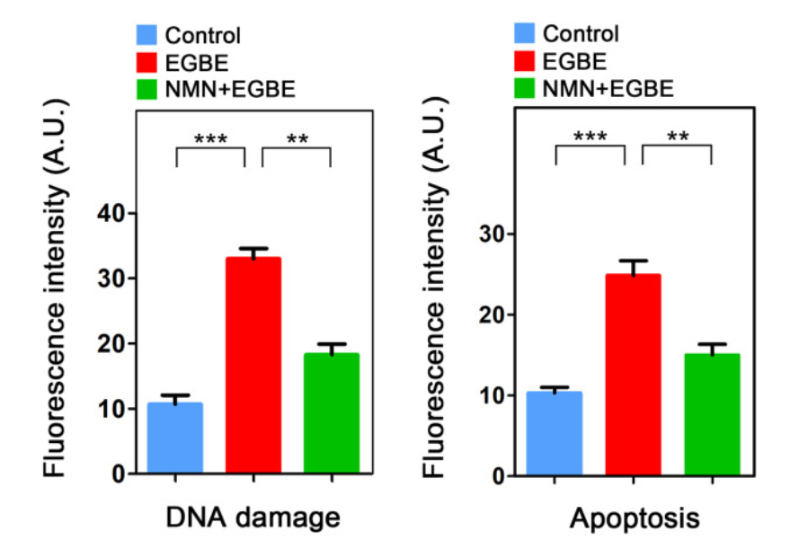 NMN ameliorates DNA damage and apoptosis in EGBE-exposed oocytes. NMN ameliorates DNA damage and apoptosis in EGBE-exposed oocytes.