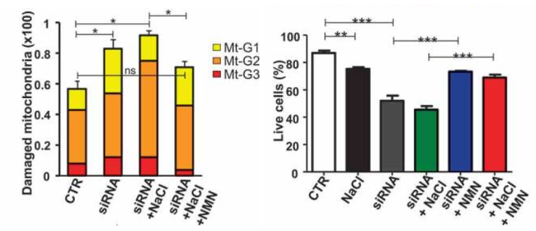 NMN improved mitochondrial function and cell viability in cultured cells. NMN improved mitochondrial function and cell viability in cultured cells.