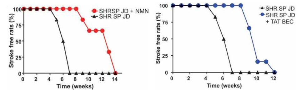Stimulating autophagy with NMN increased stroke-free survival in rats fed high salt diets. Stimulating autophagy with NMN increased stroke-free survival in rats fed high salt diets.