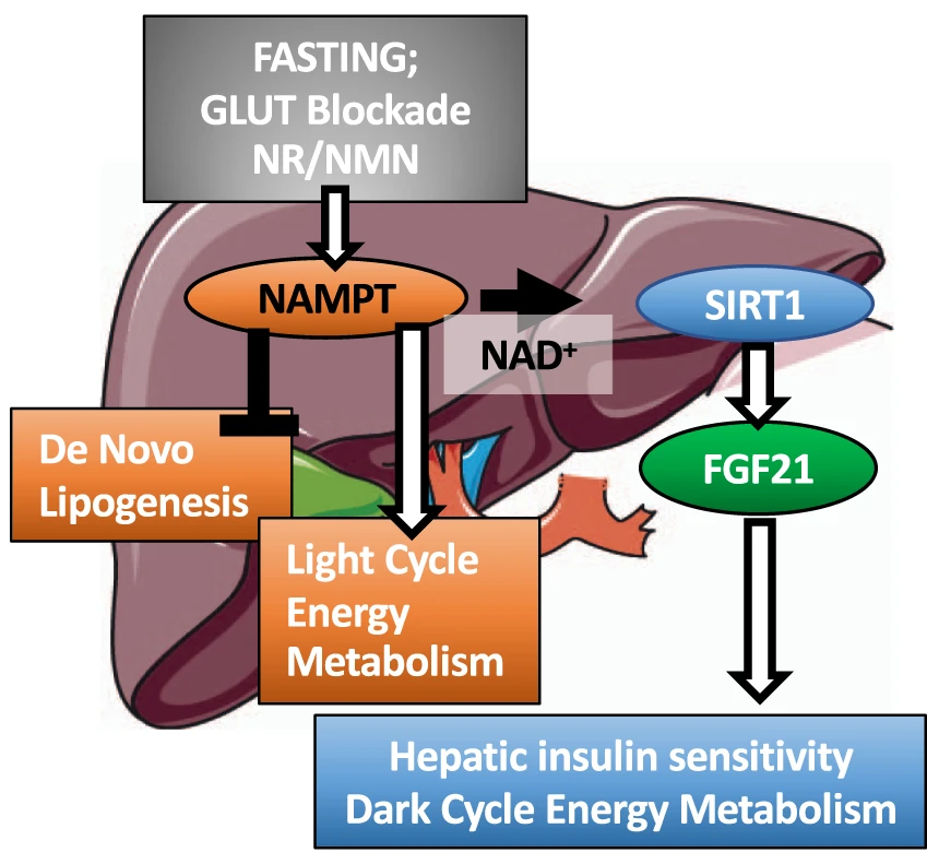 NAMPT in the liver balances energy metabolism. NAMPT in the liver balances energy metabolism.