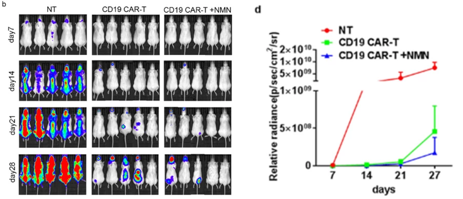 NMN-treated CAR-T cells suppress mouse tumors. NMN-treated CAR-T cells suppress mouse tumors.