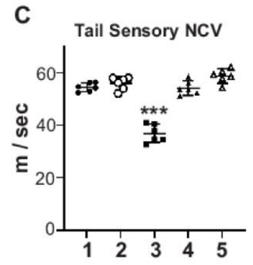 NMN restores diabetes-induced nerve dysfunction. NMN restores diabetes-induced nerve dysfunction.
