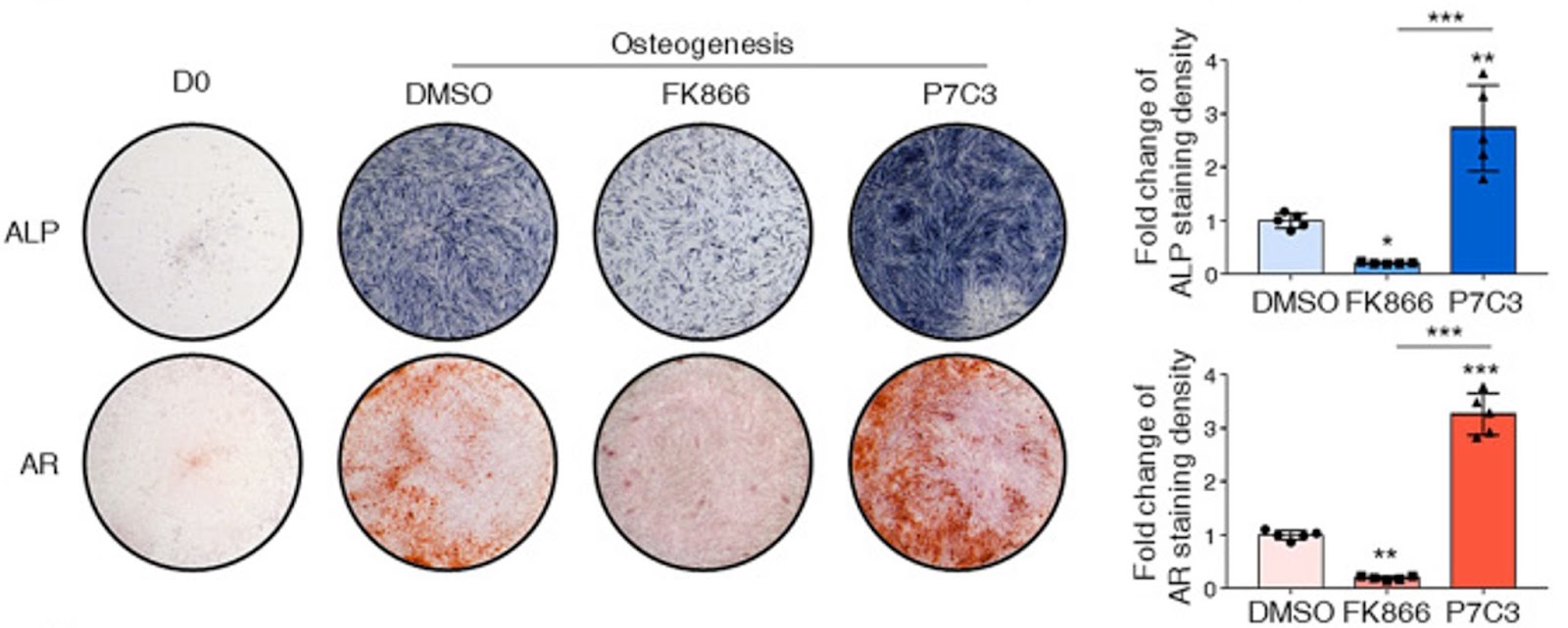 Enhancing NAMPT activity increases bone generated from adult stem cells. Enhancing NAMPT activity increases bone generated from adult stem cells.