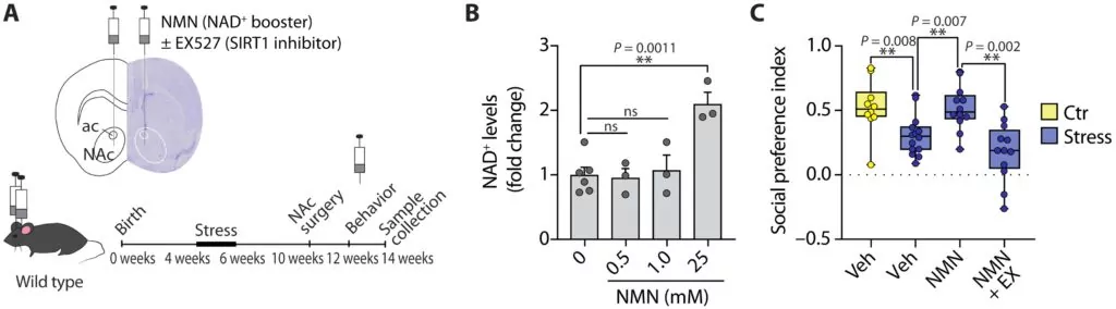 NMN administration in the nucleus accumbens prevents sociability deficits induced by peripubertal stress in male mice. NMN administration in the nucleus accumbens prevents sociability deficits induced by peripubertal stress in male mice.