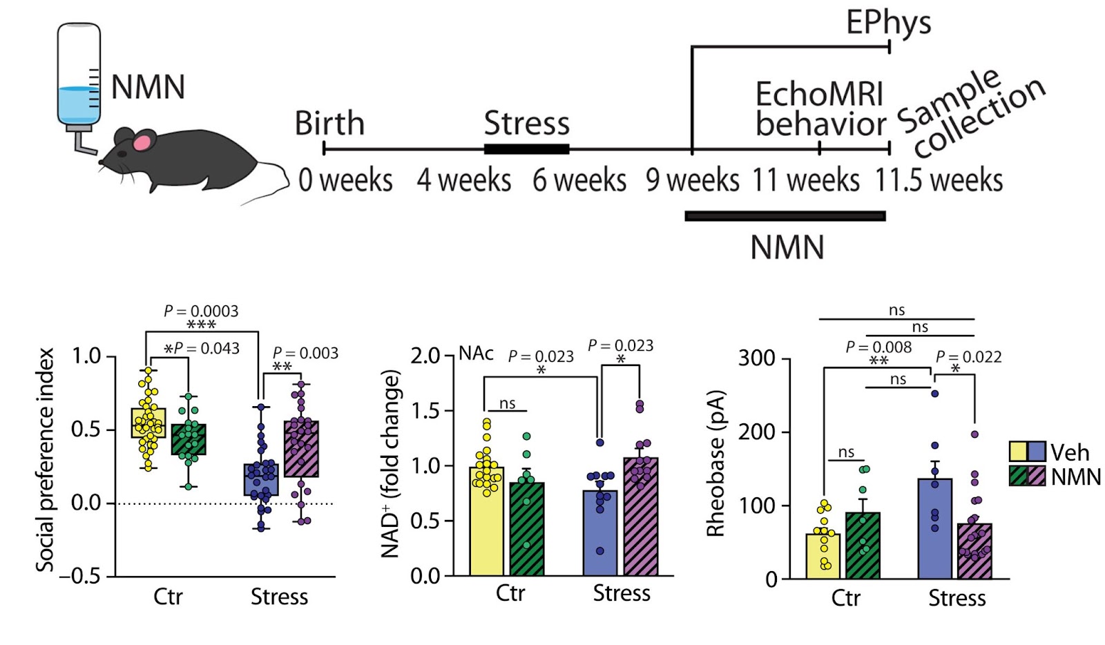 Dietary supplementation with NMN reverss brain function and behavior induced by peripubertal stress in adult male mice. Dietary supplementation with NMN reverss brain function and behavior induced by peripubertal stress in adult male mice.