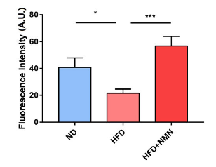 NMN restores actin structural protein abundance NMN restores actin structural protein abundance