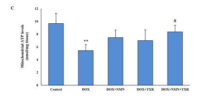NMN and troxerutin combo preserves mitochondrial function. NMN and troxerutin combo preserves mitochondrial function.