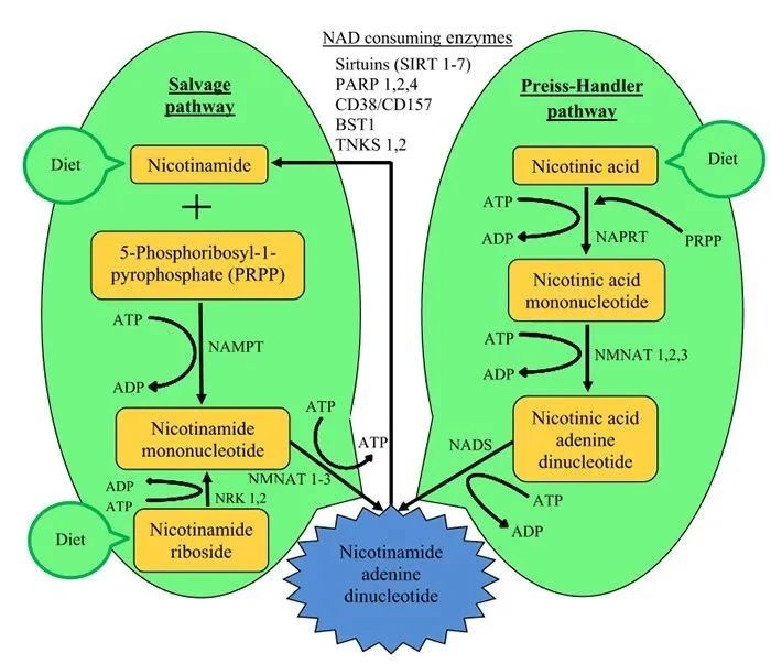 Pathway of NMN participating in NAD+ synthesis in mammalian cells Pathway of NMN participating in NAD+ synthesis in mammalian cells