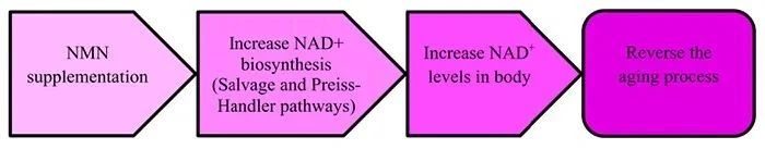 The mechanism of NMN anti-aging The mechanism of NMN anti-aging
