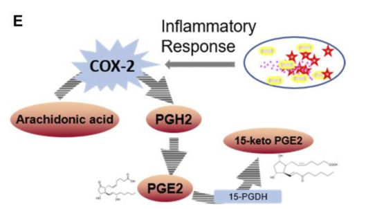 NMN inhibits the accumulation of NSAID target proteins NMN inhibits the accumulation of NSAID target proteins