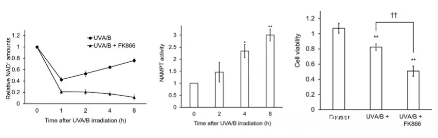 Effects of NAMPT on NAD+ level and cells after UV damage Effects of NAMPT on NAD+ level and cells after UV damage