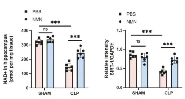 NMN raises NAD+ and SIRT1 in the brain