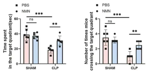 NMN enhances learning and memory