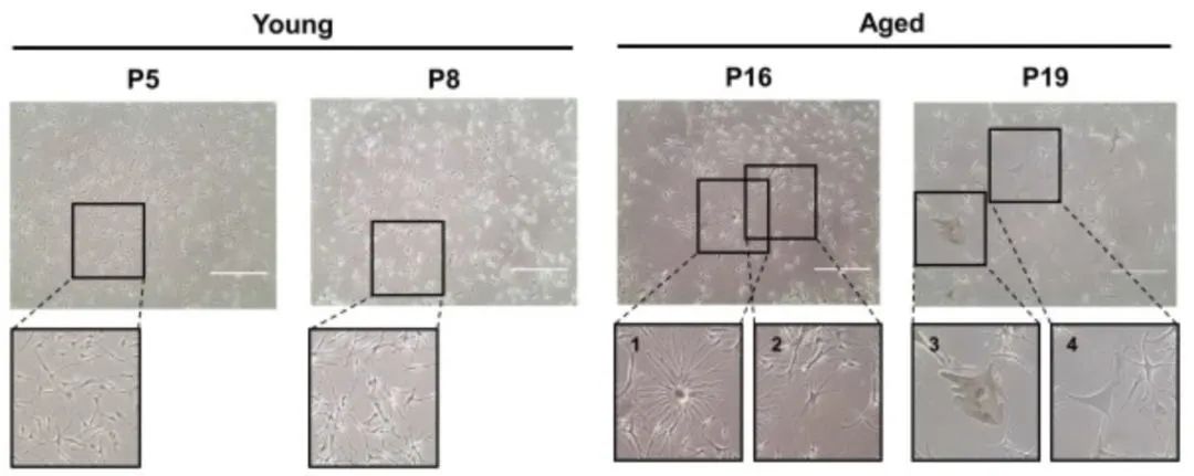 Young Aged Young Aged