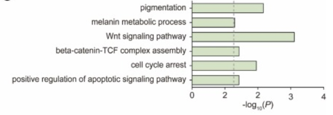 Subsequent skin tests also confirmed that NMN has an inhibitory effect on the melanin production of aging melanocytes. Subsequent skin tests also confirmed that NMN has an inhibitory effect on the melanin production of aging melanocytes.