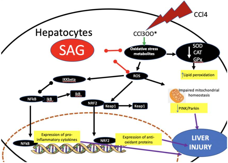 Illustration of the SAG mechanism Illustration of the SAG mechanism