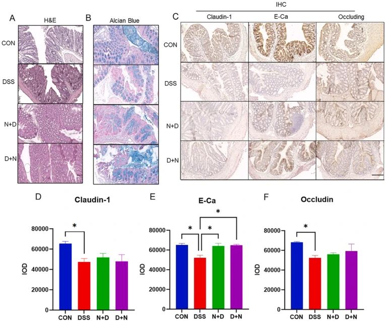In vivo studies also found that the use of NMN could improve intestinal permeability imaging and FD4 detection in IBD patients. In vivo studies also found that the use of NMN could improve intestinal permeability imaging and FD4 detection in IBD patients.