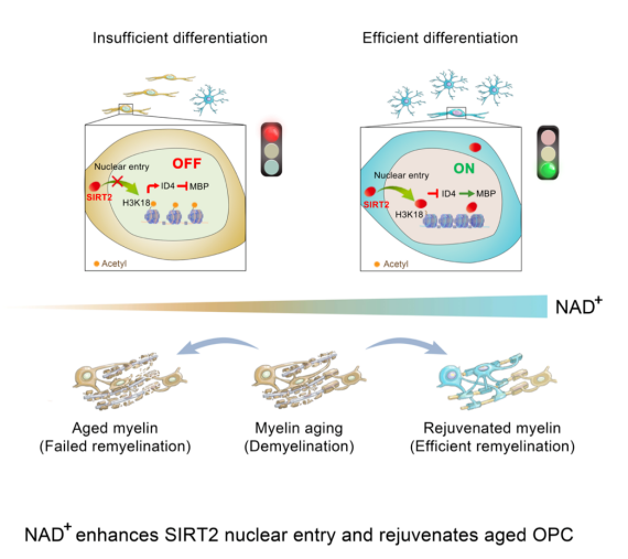 Figure: Increasing NAD+ levels can help delay central nervous aging Figure: Increasing NAD+ levels can help delay central nervous aging