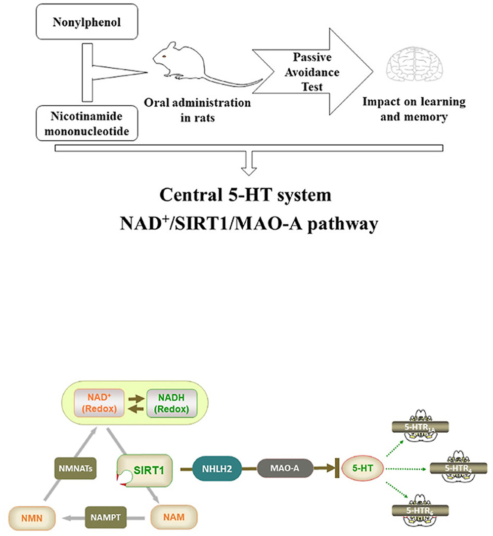Central 5-HT system NAD+/SIRT1/MAO-A path way Central 5-HT system NAD+/SIRT1/MAO-A path way