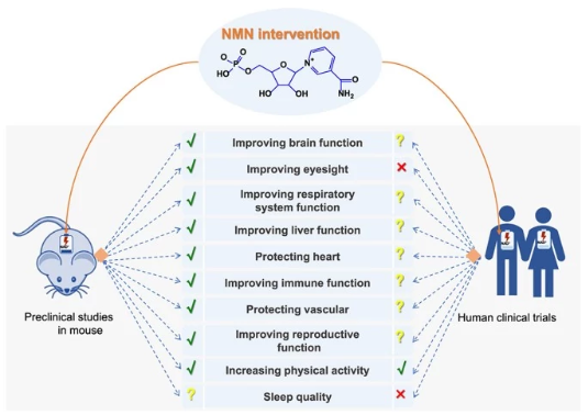 NMN intervention NMN intervention