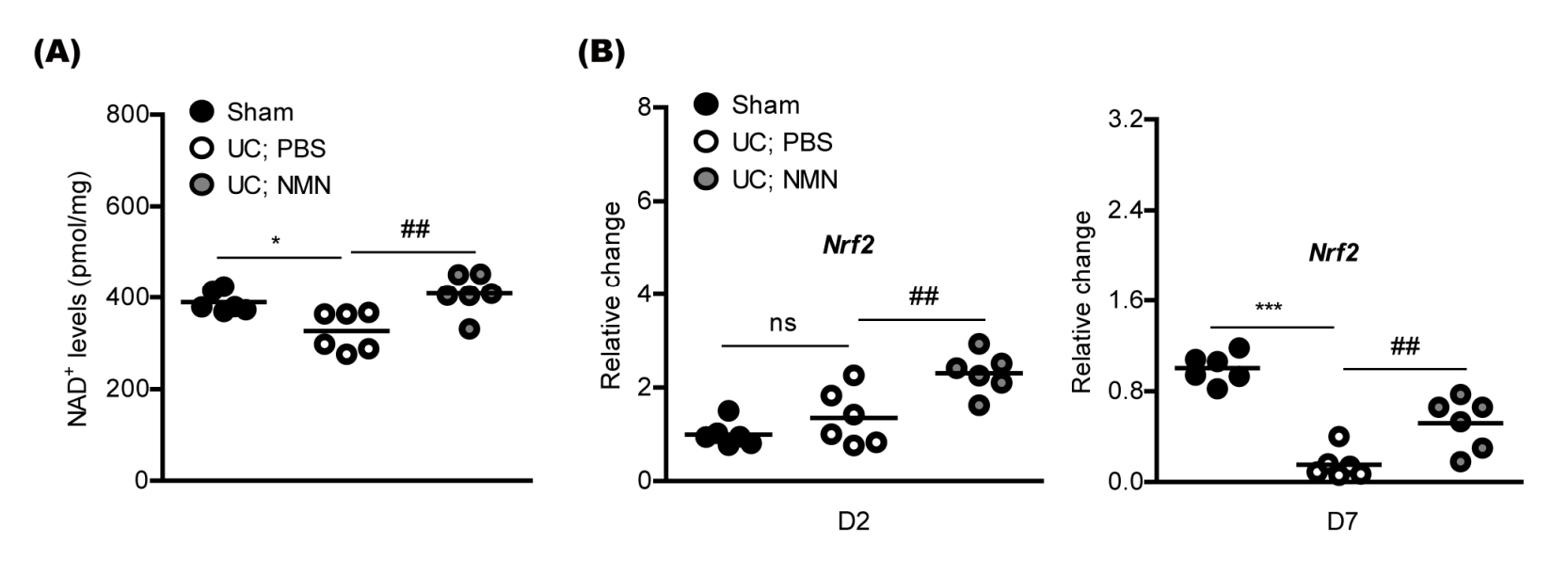 Figure: NMN inhibits the decline of NAD+ and regulates antioxidant pathways Figure: NMN inhibits the decline of NAD+ and regulates antioxidant pathways