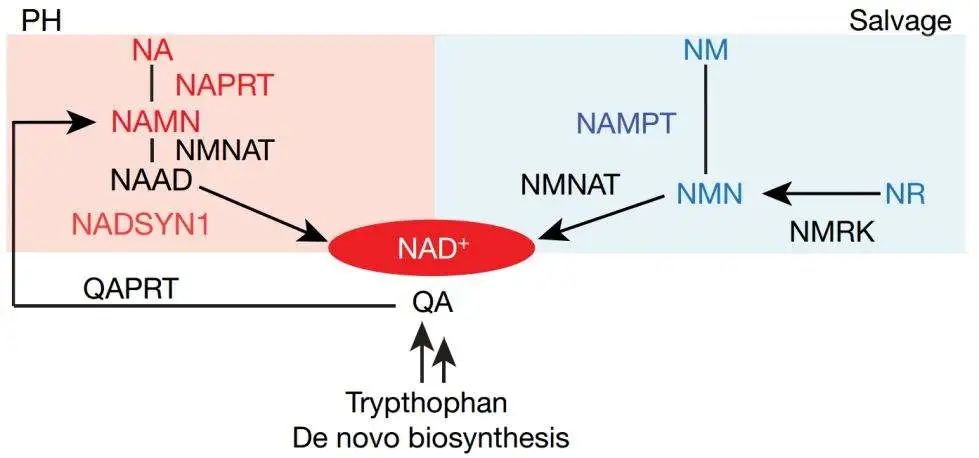 Trypthophan De novo biosynthesis
