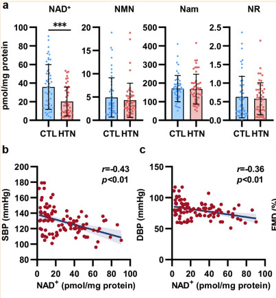 NMN supplementation restored decreased NAD+ levels in PBMCs associated with vascular function in hypertension