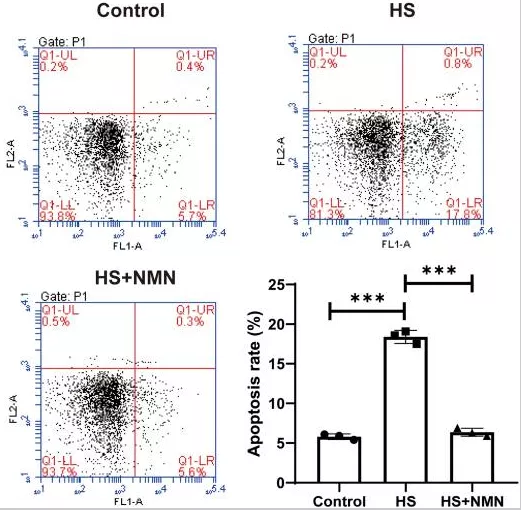 NMN improves cell viability and apoptotic status of HS-treated CEC, control chart NMN improves cell viability and apoptotic status of HS-treated CEC, control chart