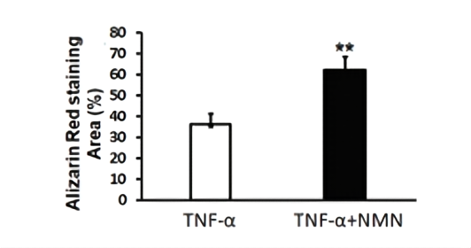 NMN promotes bone formation, and the reduction of osteoblasts induced by TNF-α is offset by NMN (TNF-α+NMN) NMN promotes bone formation, and the reduction of osteoblasts induced by TNF-α is offset by NMN (TNF-α+NMN)