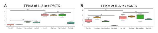 IL-6 expression levels in lung cells of HPMECs (A) and HCAECs (B) treated with NMN at different doses.