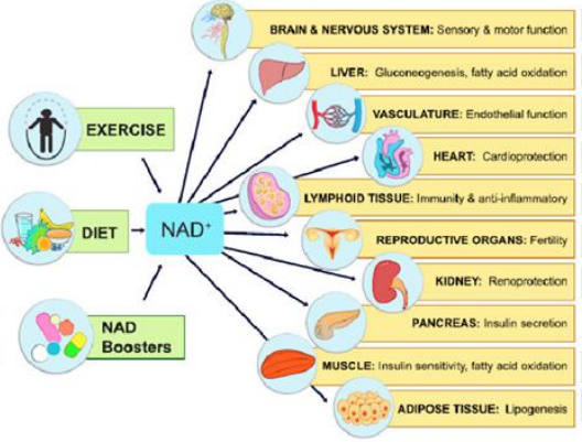 The huge potential of NMN The huge potential of NMN