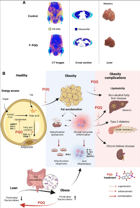 PQQ reduces fat accumulation by inhibiting fatty acid synthesis (lipogenesis) and improving mitochondrial function PQQ reduces fat accumulation by inhibiting fatty acid synthesis (lipogenesis) and improving mitochondrial function
